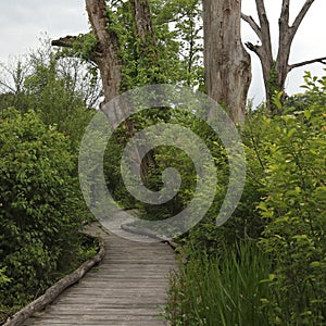 Boardwalk trail at North Chagrin Reservation, Ohio