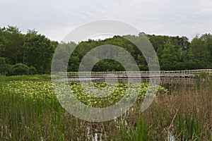 Boardwalk Trail at North Chagrin Reservation, Ohio