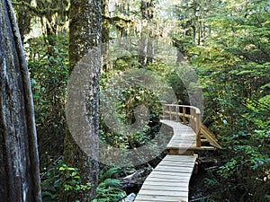 Boardwalk trail through the Pacific Rim National Park rainforest, Vancouver Island, British Columbia, Canada