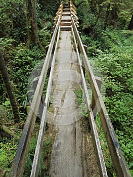 Boardwalk trail through the Pacific Rim National Park rainforest, Vancouver Island, British Columbia, Canada