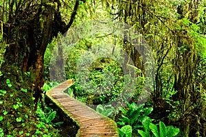 Boardwalk trail through the rainforests of Pacific Rim National Park, Vancouver Island