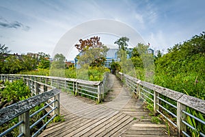 Boardwalk trail in a wetland, at Rivergate City Park, in Alexandria, Virginia. photo