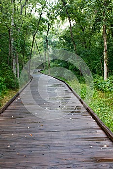 A Boardwalk Trail in the Woods