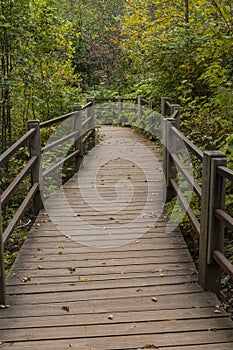 Boardwalk Trail In Woods