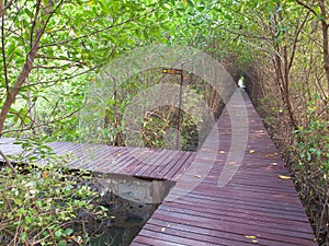 Boardwalk under trees tunnel