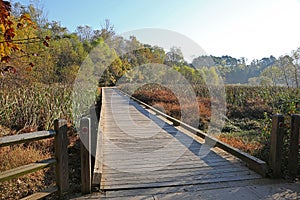 Boardwalk in a wetland in Autumn