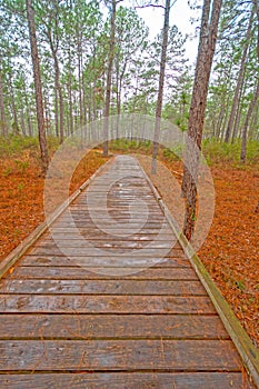 Boardwalk Through a Wetland Forest on a Rainy Day