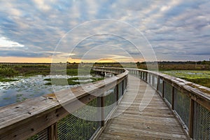 Boardwalk through a wetland - Gainesville, Florida