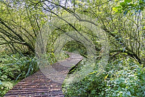 A boardwalk winds through this humid forest, Zoetermeer, Netherlands