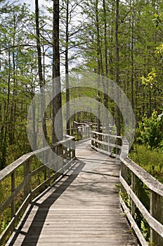 Boardwalk winds through Nature preserve