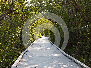 Boardwalk in wooded area 