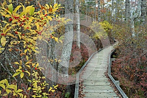 A boardwalk in the woods