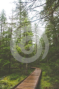 Boardwalk through the woods on a rainy day