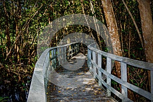 Boardwalk in the wetlands