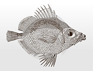 Boarfish, capros aper from the Atlantic Ocean in side view photo