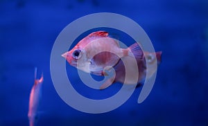 boarfish in water