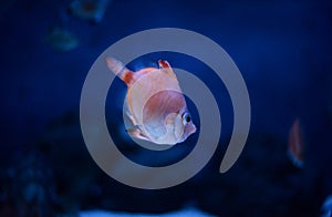 Boarfish in water