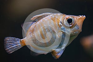 Boarfish (Capros aper).