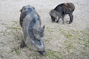 Boars photo