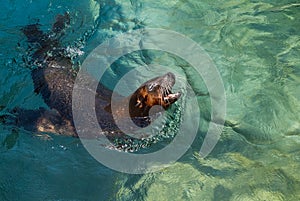 Boasting Zoo Seal