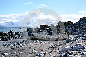 Boat on beach of Halfmoon Island, Antarctica. Abandoned wooden whaling boat laying on beach with rocks and chinstrap penguins.