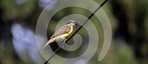 Boat-billed flycatche on the transmission wire