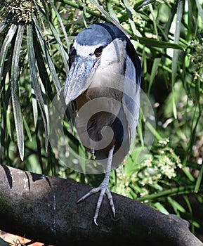 A Boat-billed Heron 1