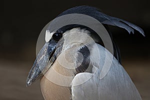 Boat-billed Heron