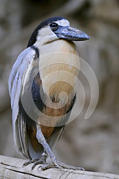 Boat-billed heron
