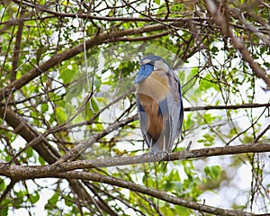 Boat-billed Heron