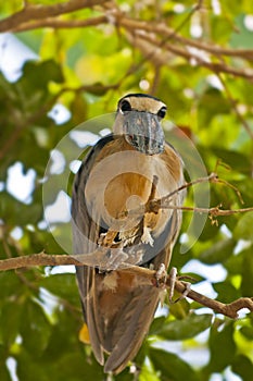 Boat Billed Heron