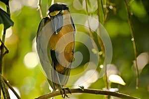 Boat-Billed Heron