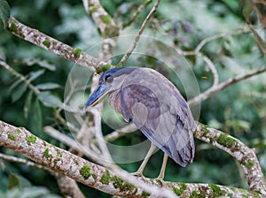 Boat-billed Heron