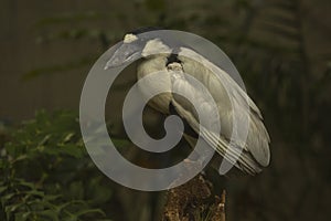 Boat-billed heron (Cochlearius cochlearius).