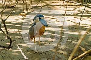Boat-billed Heron (Cochlearius cochlearius) on the ground in Costa Rica