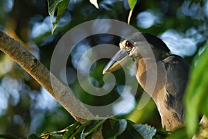 Boat-billed Heron - Cochlearius cochlearius sitting on branch in its natural enviroment next to river, green leaves in background