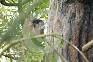 Boat-billed heron