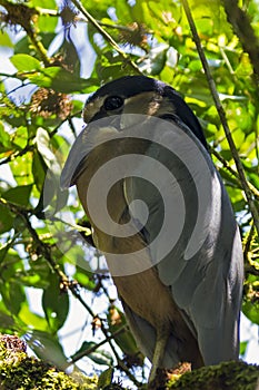 Boat-billed Heron in Tortuguero