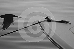 Boat and bird photo