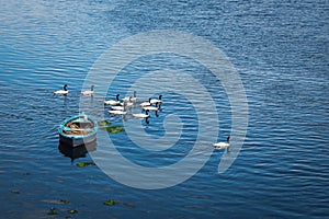 Boat and Black-necked swans at Gamboa River - Castro, Chiloe Island, Chile