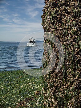 Boat Cruises Past Barnacle Encrusted Piling