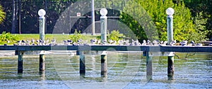 Boat dock and bird