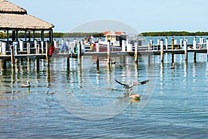 A Boat dock in the Florida keys with tug boat tied up behind and pelican coming in for a water landing in front