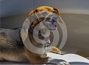 Boat Dog - Floppy eared dog with tongue out and smile on face looks up from the seat of a boat