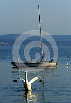 Boat float on Lake Balton with swan