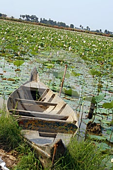 Boat in lotus farm, Siem Reap, Cambodia