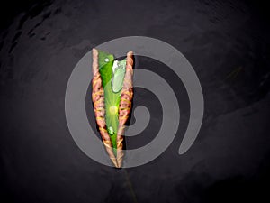 A boat made by lotus leaf in pond