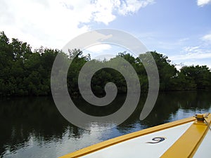 Boat and a mangrove swamp