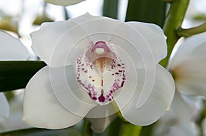 Boat orchid Cymbidium