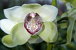 Boat orchid Cymbidium
